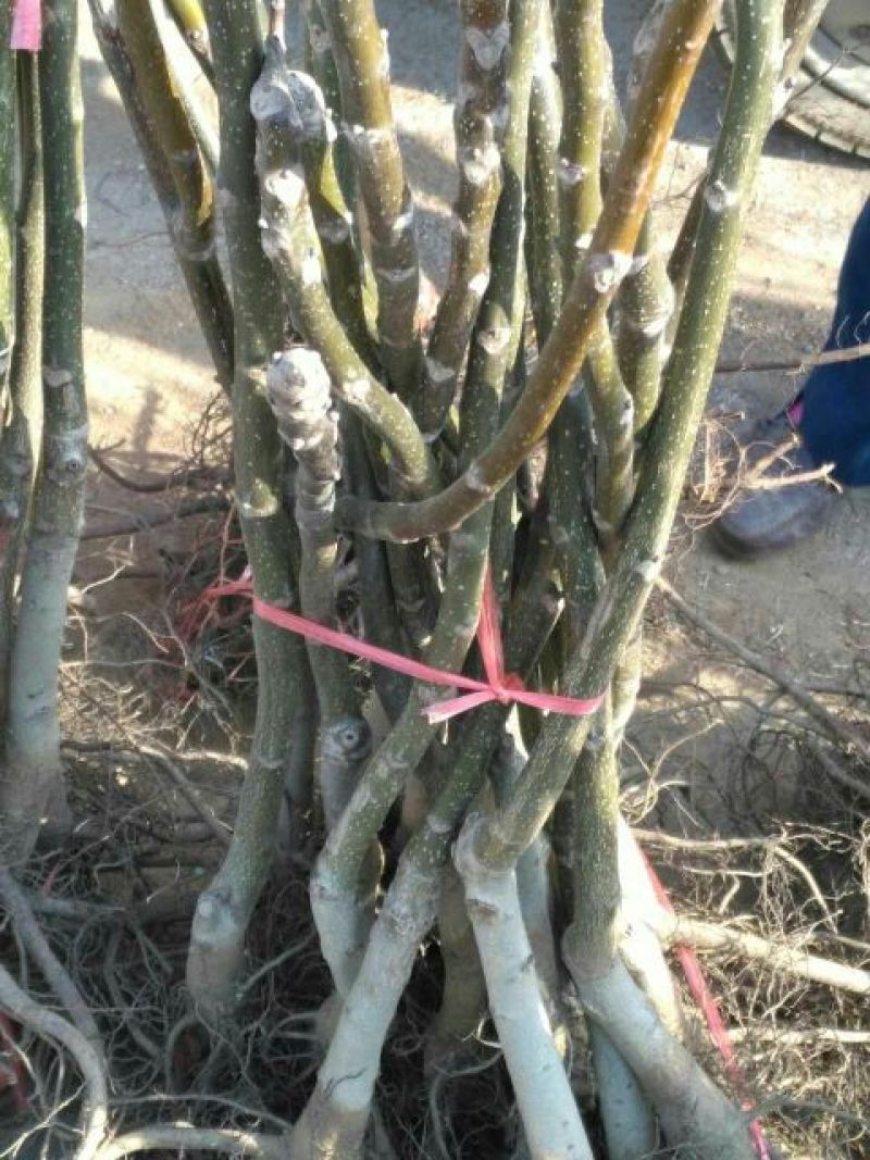 文玩核桃苗50~100cm1~2年结果铁核桃
