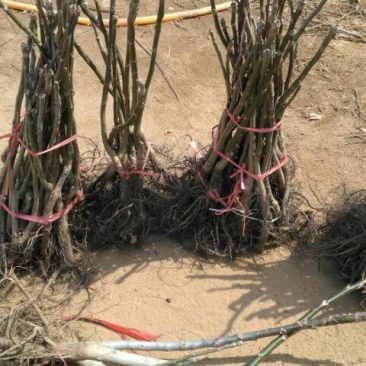 文玩核桃苗50~100cm1~2年结果铁核桃