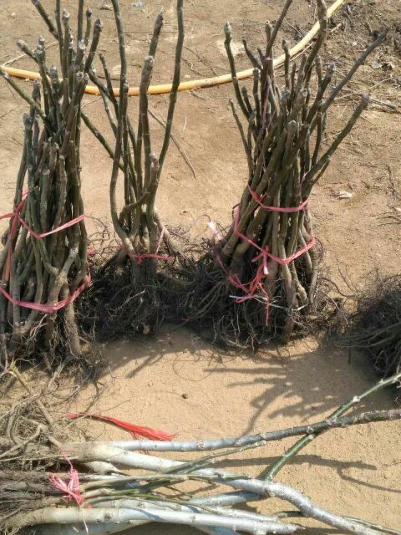 文玩核桃苗50~100cm1~2年结果铁核桃