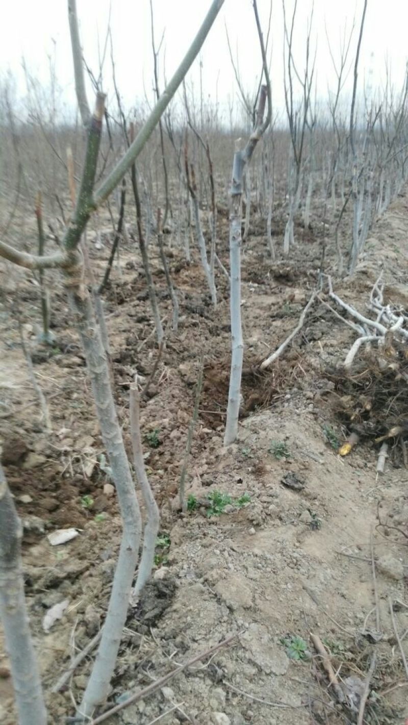 文玩核桃苗50~100cm1~2年结果铁核桃