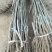 文玩核桃苗50~100cm1~2年结果铁核桃