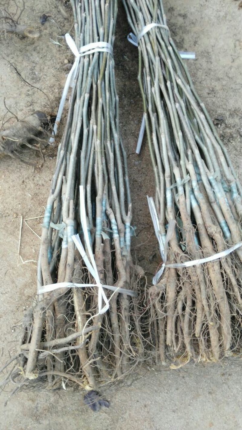 文玩核桃苗50~100cm1~2年结果铁核桃