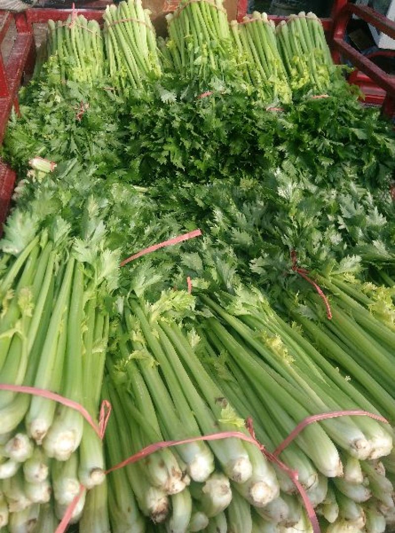 河南焦作博爱美国西芹80cm左右不空心