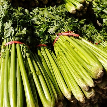 河南焦作博爱美国西芹80cm左右不空心