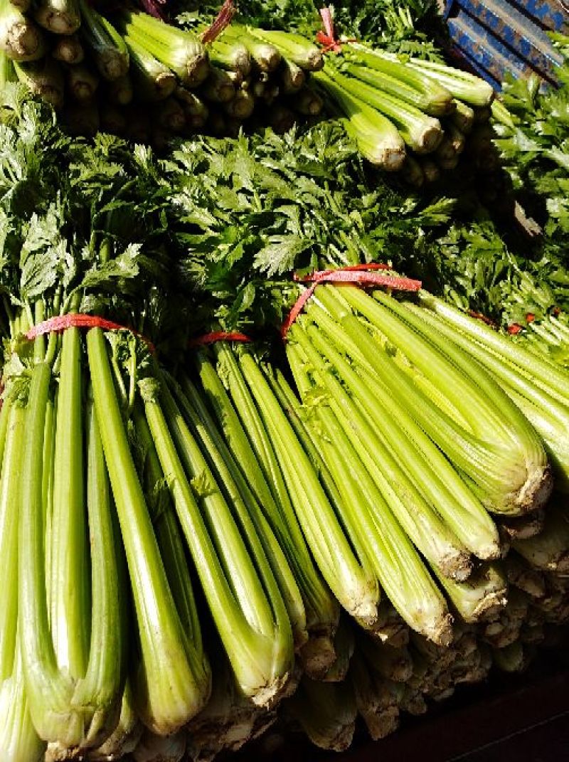 河南焦作博爱美国西芹80cm左右不空心