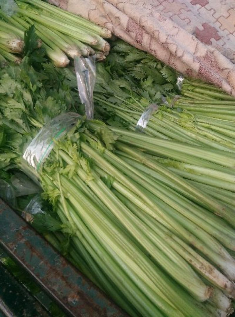 河南焦作博爱美国西芹80cm左右不空心