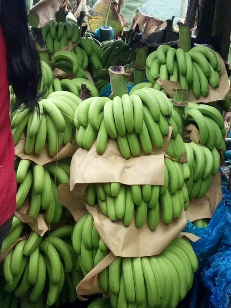 云南红河矮蕉七成熟