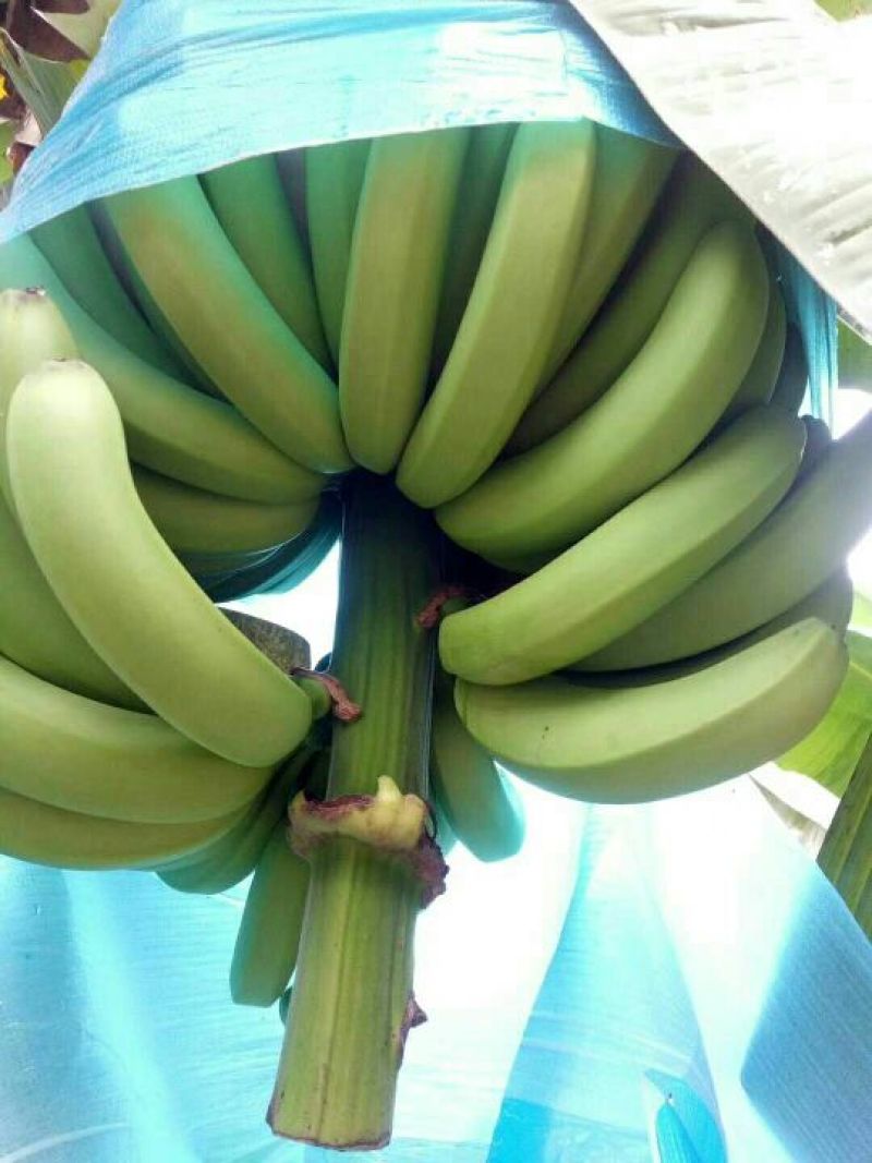 云南红河矮蕉七成熟