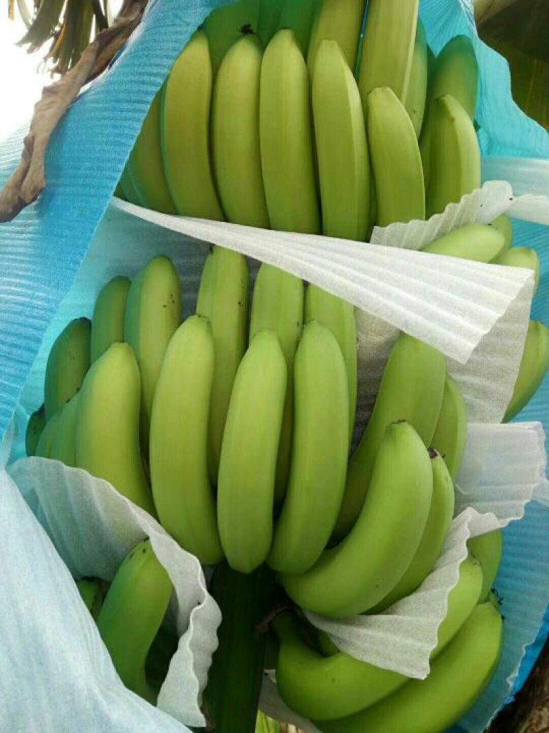 云南红河矮蕉七成熟