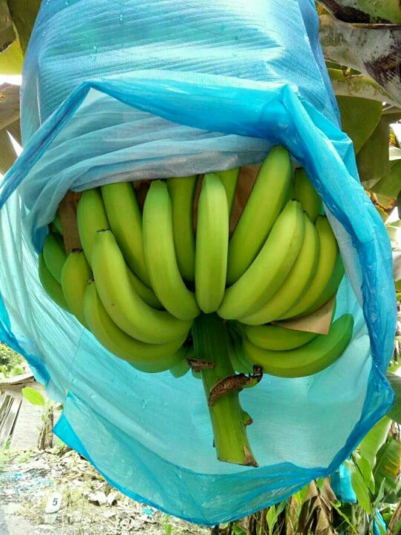 云南红河矮蕉七成熟