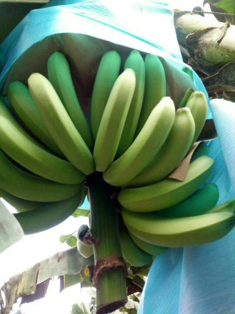 云南红河矮蕉七成熟