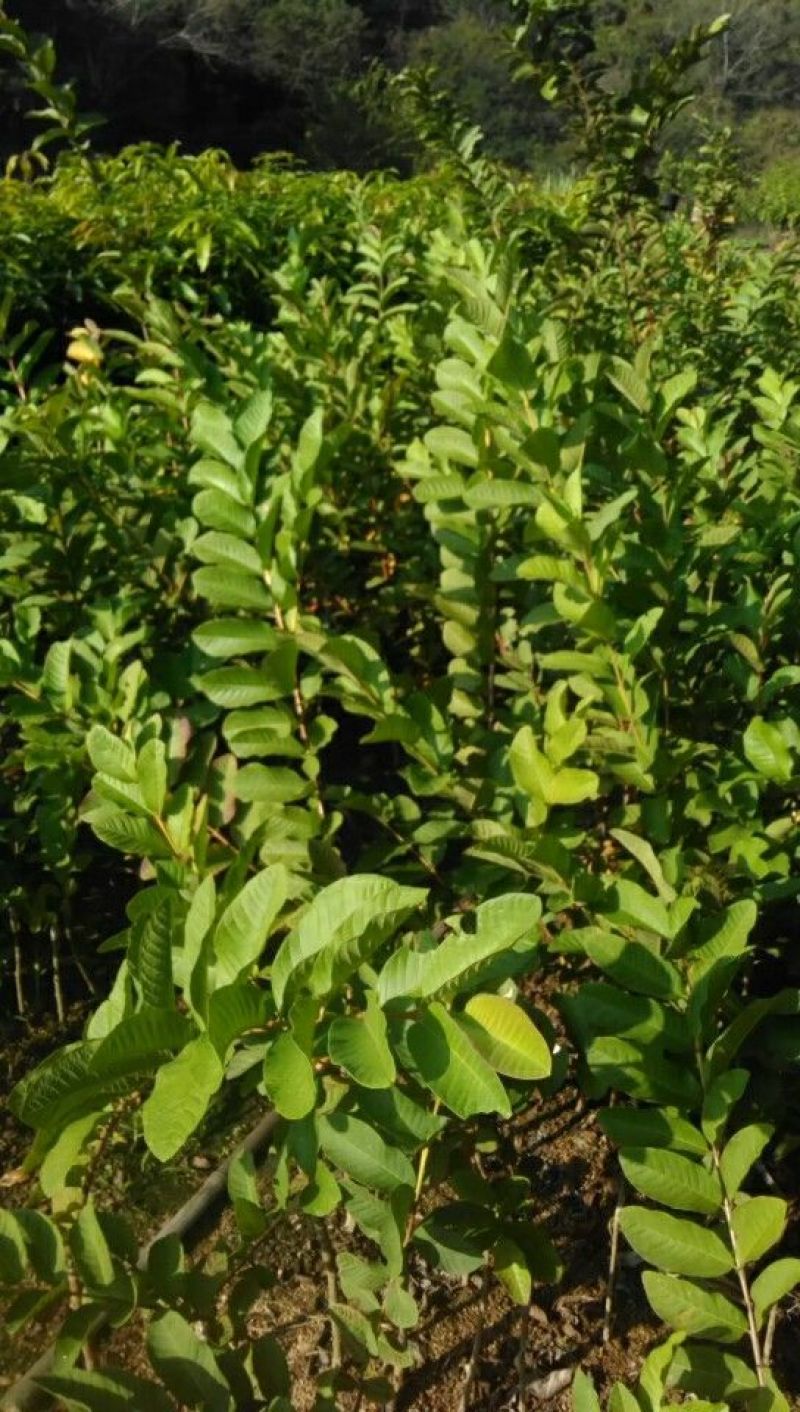 西瓜番石榴苗30~50cm