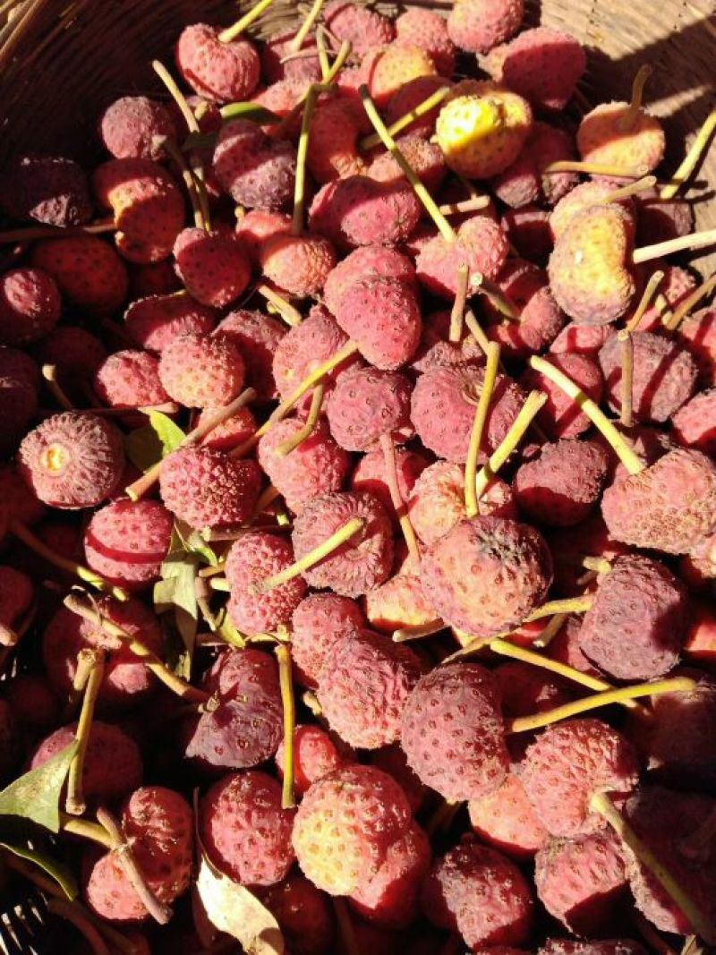 菌棒