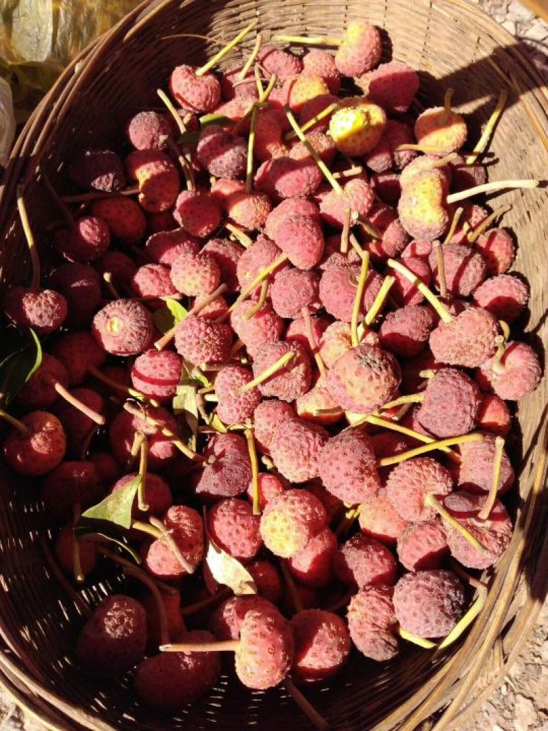菌棒