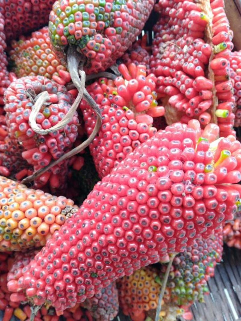 菌棒
