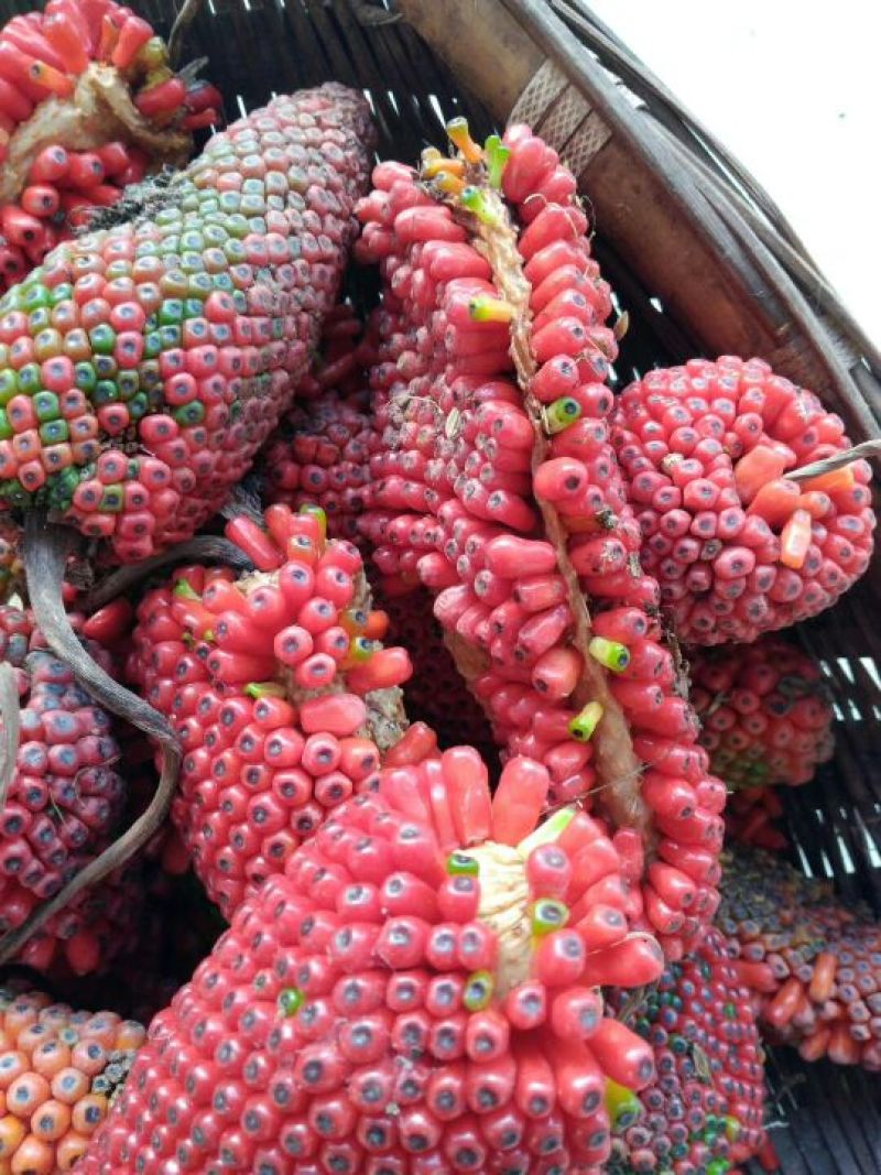 菌棒