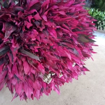 红色竹，带根观音竹金边竹水培植物