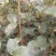 苹果树苗50~60cm，鲁丽苹果树苗，