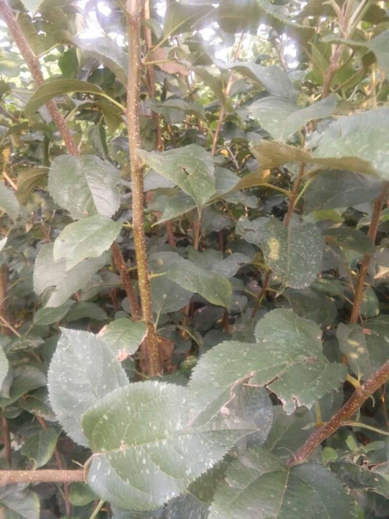 苹果树苗50~60cm，鲁丽苹果树苗，