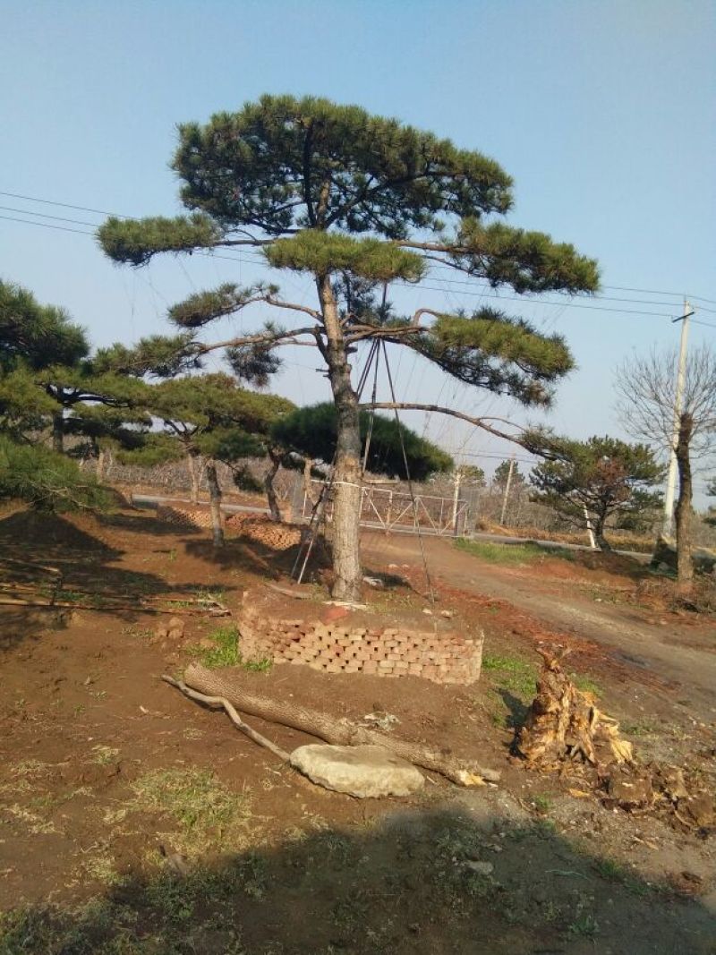 造型松12公分