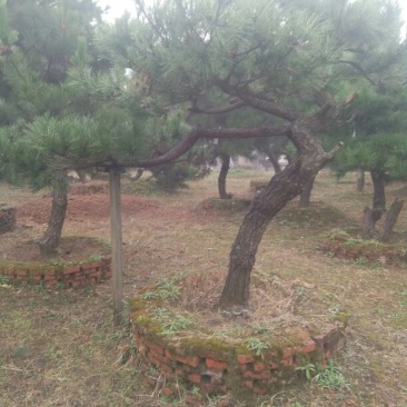 造型松12公分