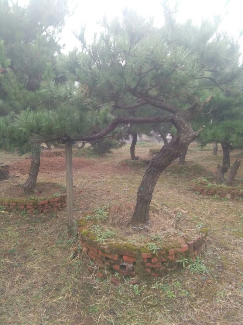 造型松12公分