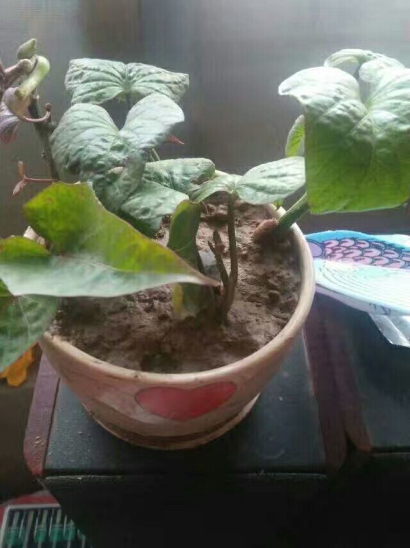 紫薯苗25~35cm品种比较多，有紫罗兰，日本凌紫，等