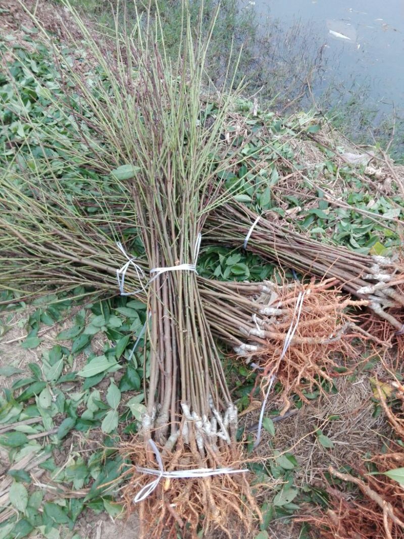 黄金蜜桃树苗皮球桃嫁接苗