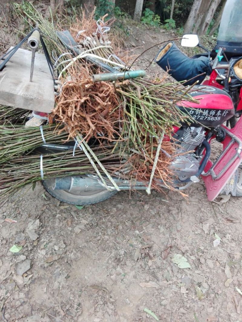黄金蜜桃树苗皮球桃嫁接苗