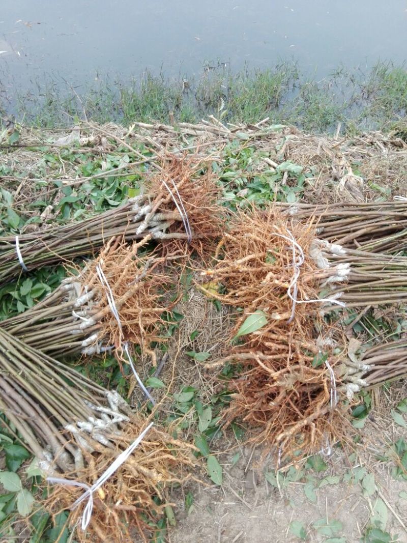 黄金蜜桃树苗皮球桃嫁接苗