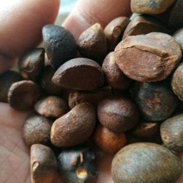 山茶果小籽