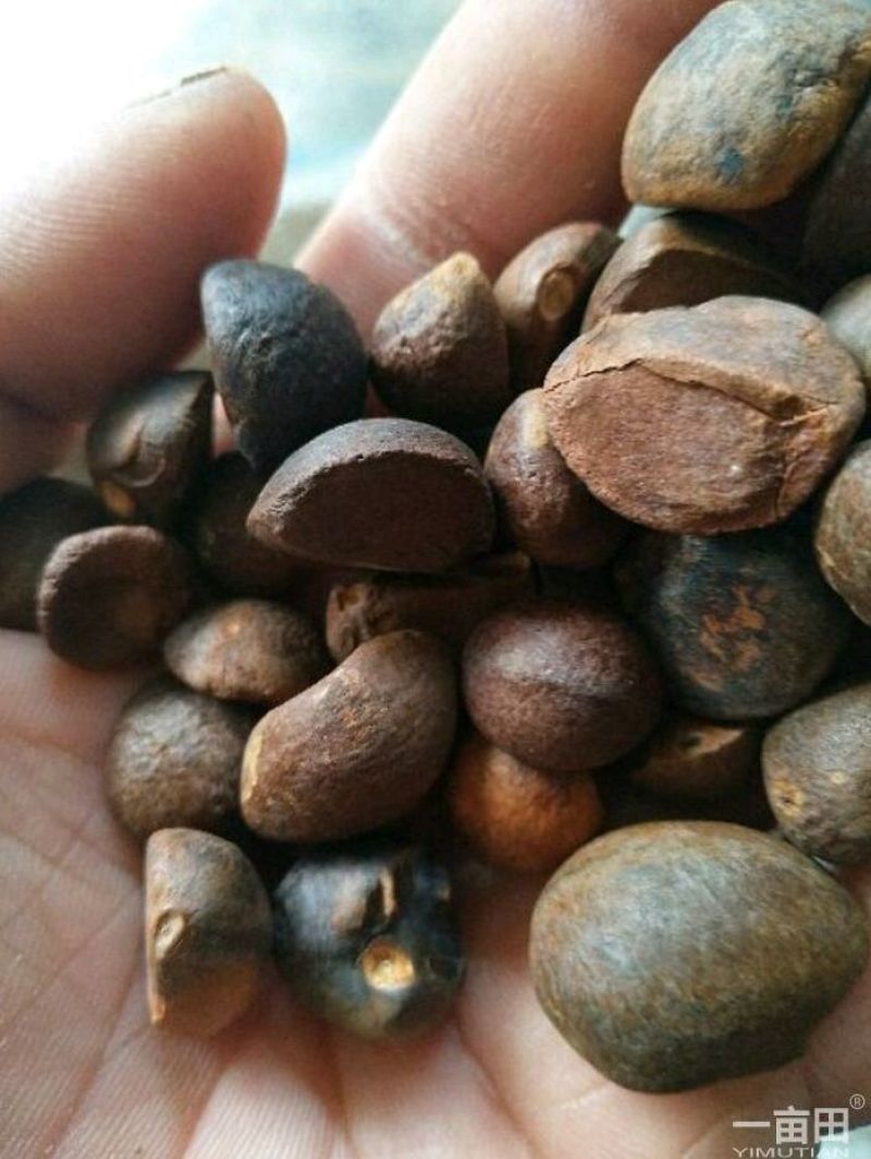 山茶果小籽