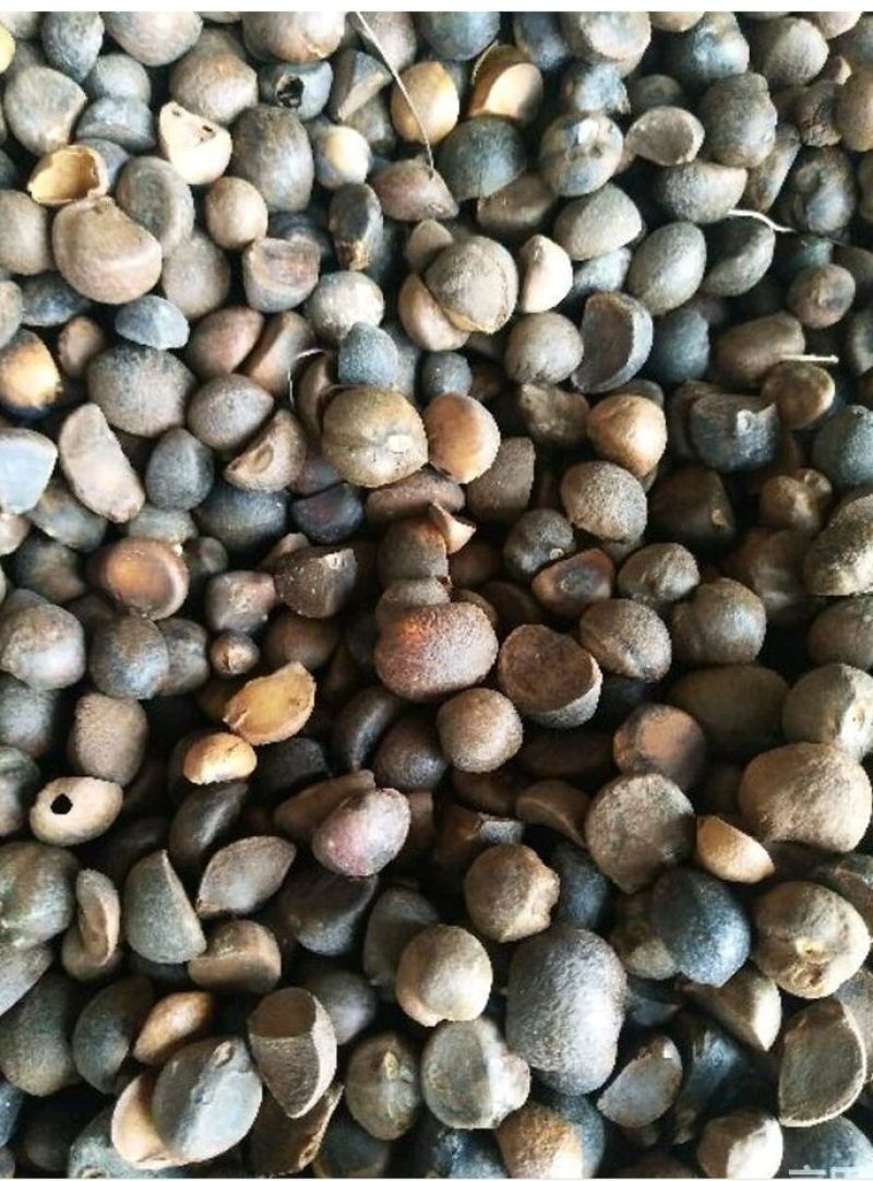 山茶果小籽