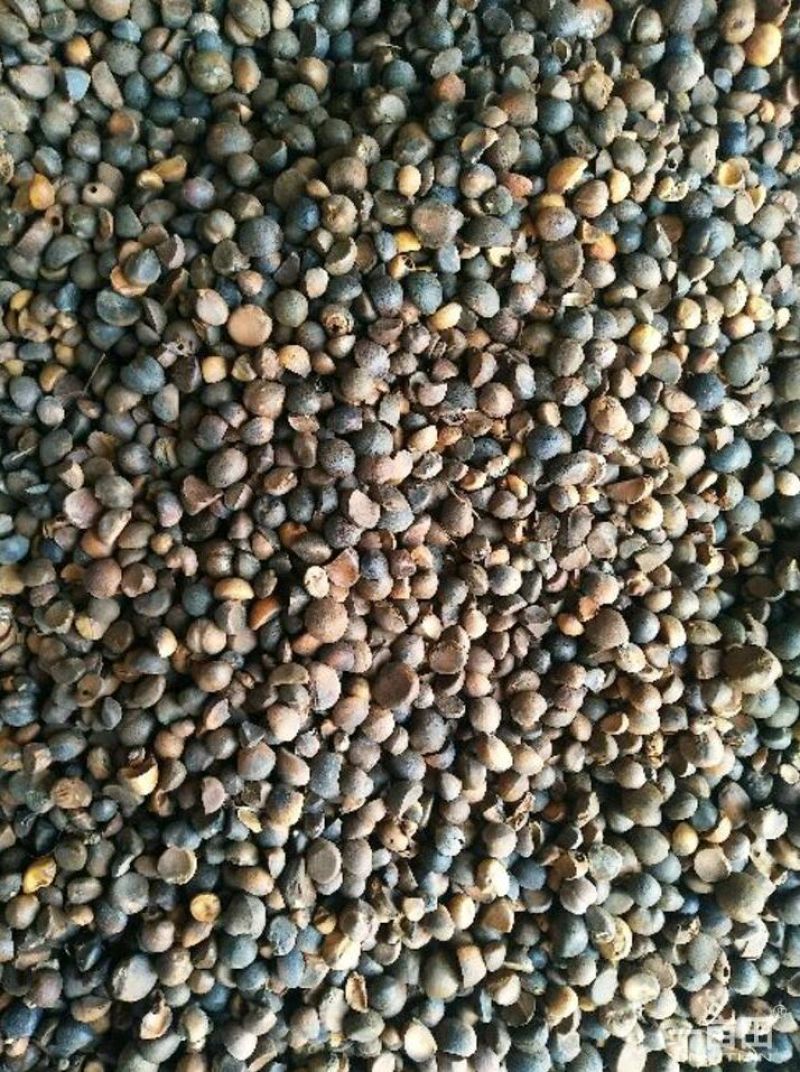 山茶果小籽