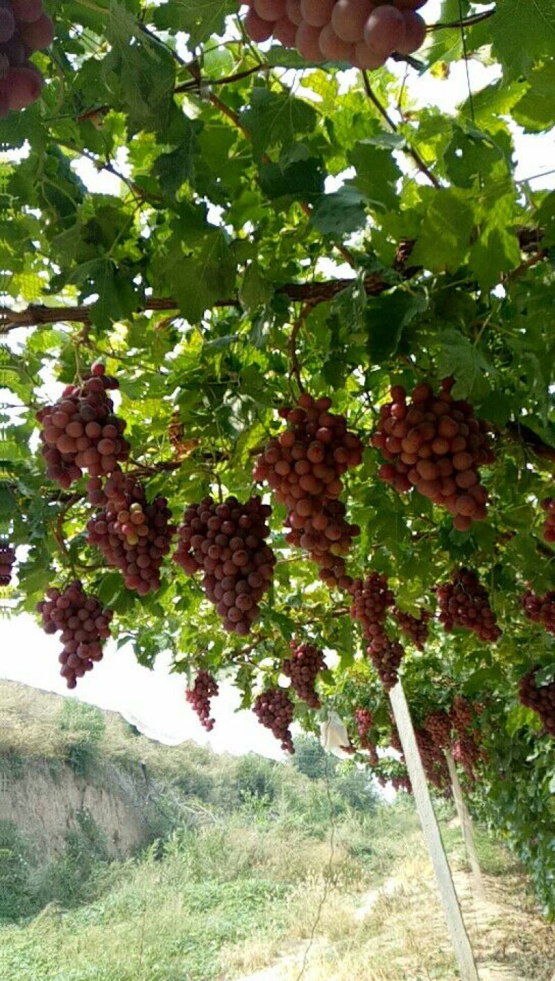 红提河北红提1~2斤产地直发量大价优欢迎咨询