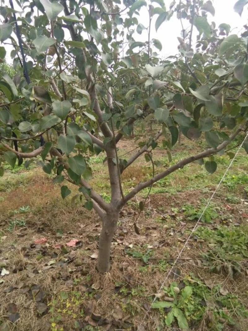 苹果树4~6cm4cm以下3~3.5米