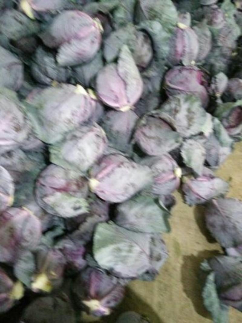 紫甘蓝1~2公斤精品