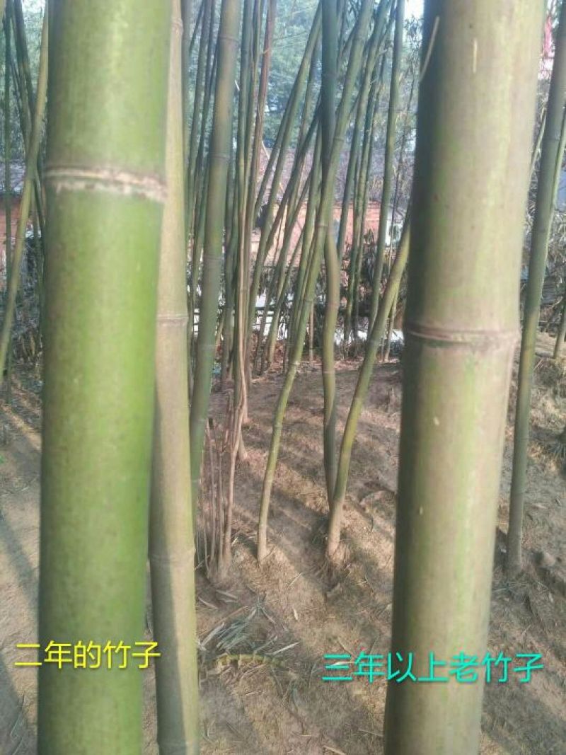 斑竹6~7m