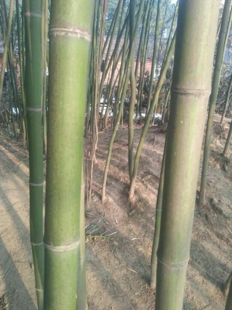 斑竹6~7m