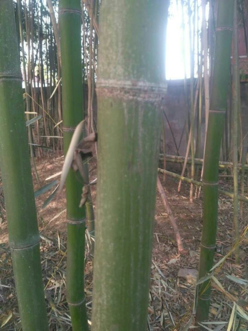 斑竹6~7m