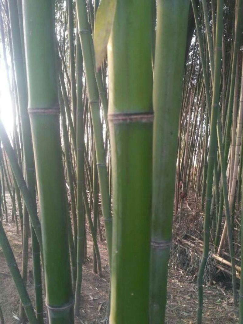 斑竹6~7m