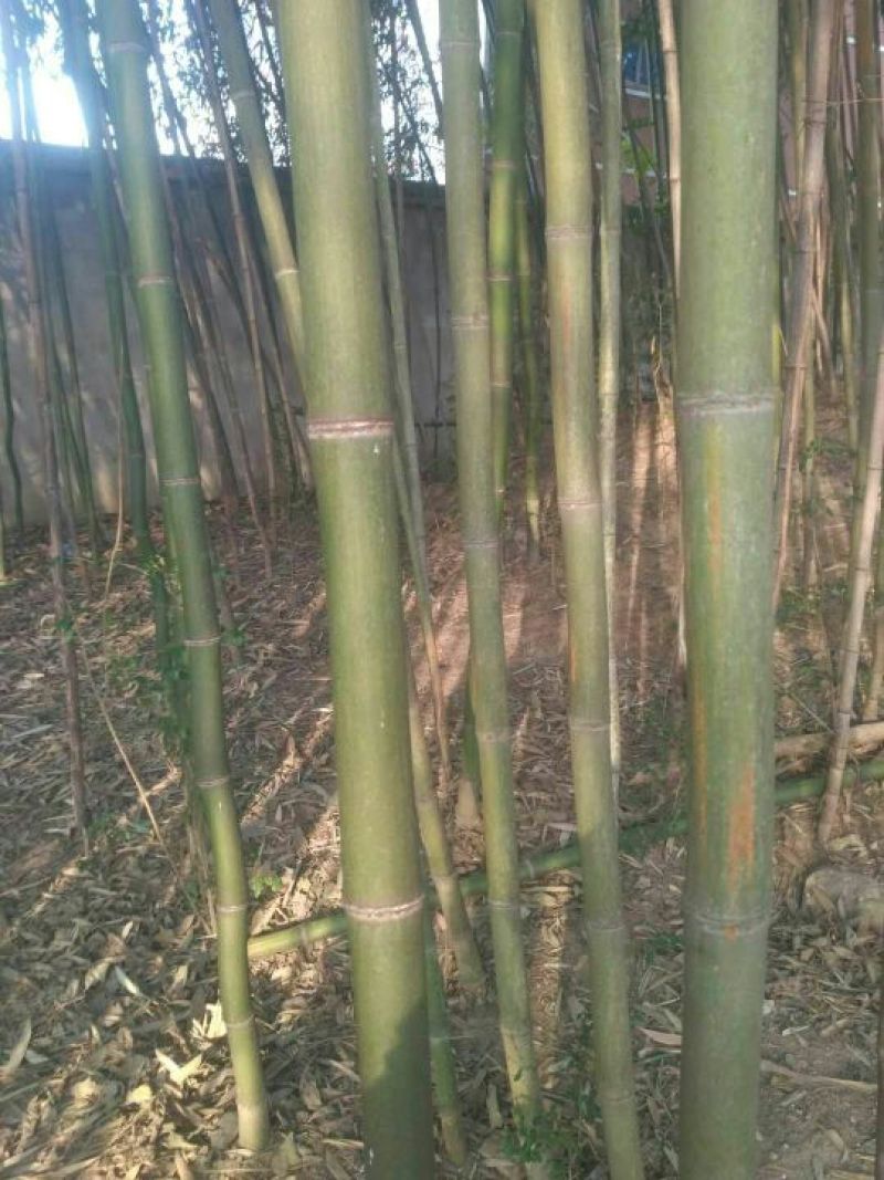 斑竹6~7m