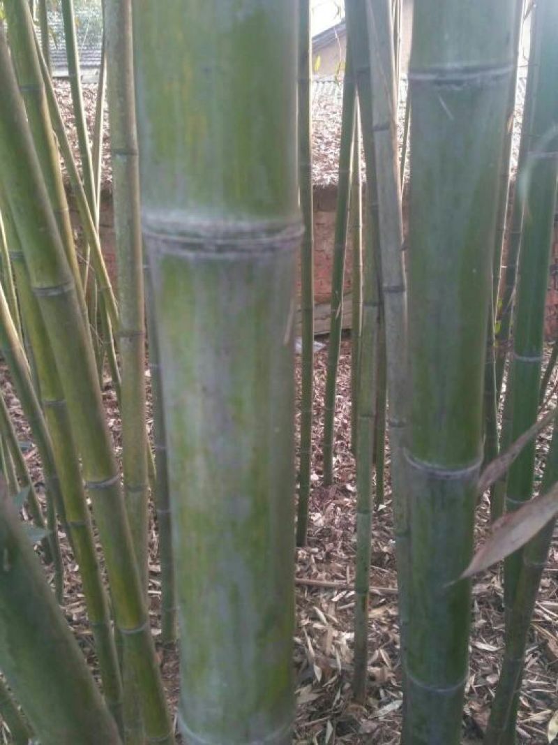 斑竹6~7m