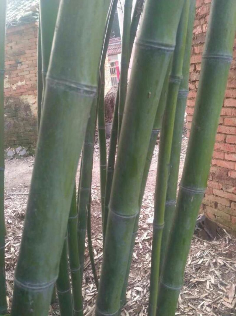 斑竹6~7m