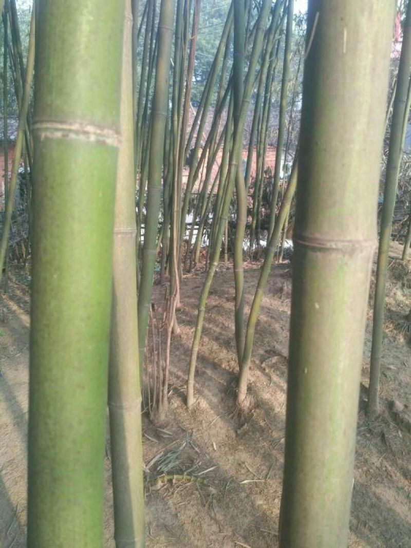 斑竹6~7m