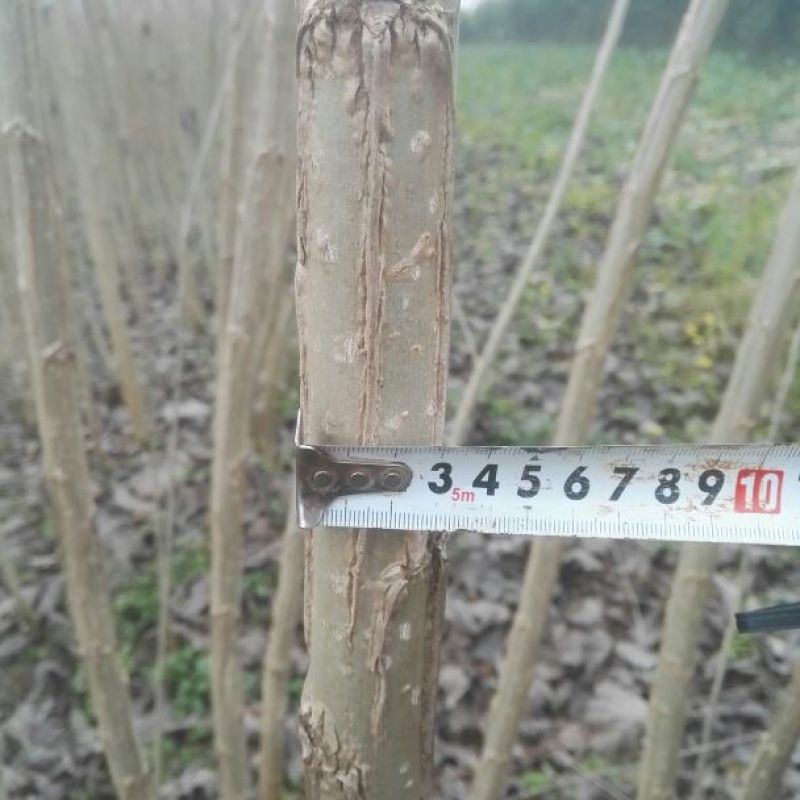 湖北潜江速生杨，品种，丹红杨，生长速度快，欢迎来电咨询