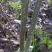 杜梨树2~4cm1.5~2米