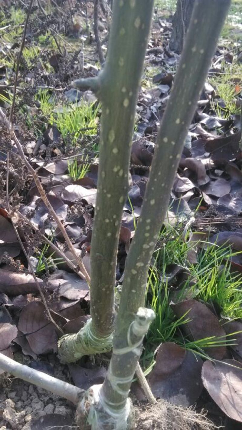杜梨树2~4cm1.5~2米