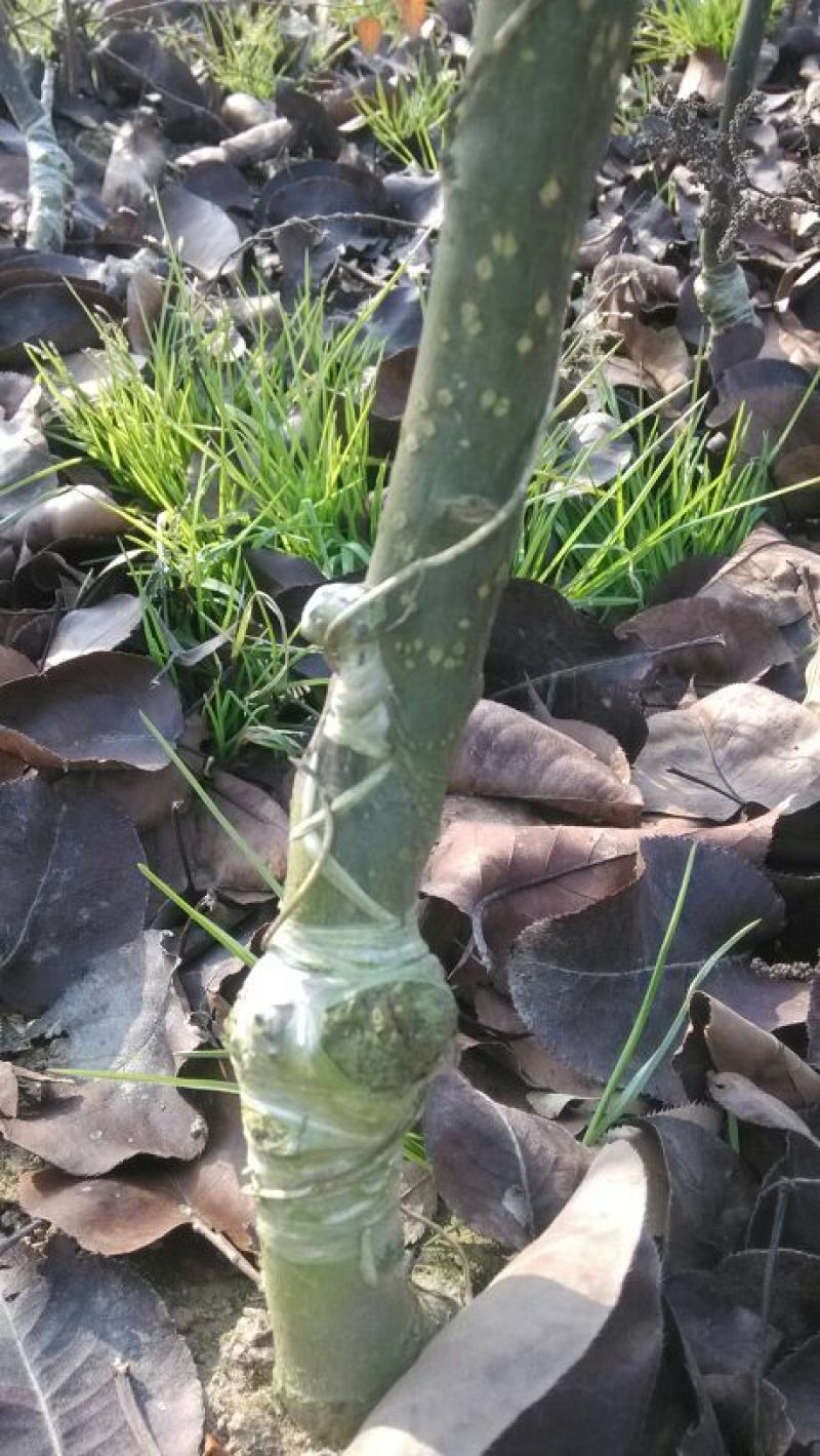 杜梨树2~4cm1.5~2米