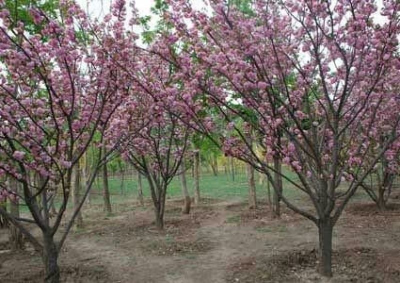 樱花优质日本樱花早樱晚樱重瓣大樱花苗